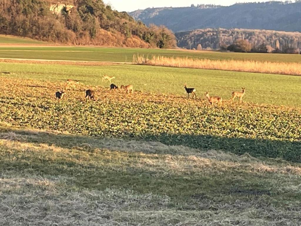 Schöne Unterkunft Nähe Schweiz Gottmadingen Exterior foto